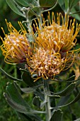 LEUCOSPERMUM CUNEIFORME