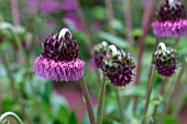 CIRSIUM PURPURATUM