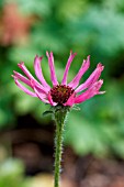 ECHINACEA TENNESSEENSIS