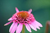 ECHINACEA RAZZAMATAZZ