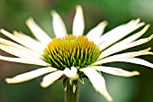 ECHINACEA PURPUREA ALBA