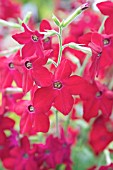 NICOTIANA ALATA