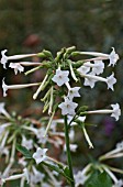 NICOTIANA SYLVESTRIS