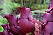 SARRACENIA PURPUREA