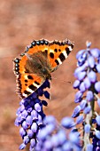 SMALL TORTOISESHELL (AGLAIS URTICAE) BUTTERFLY ON MUSCARI ARMENIACUM