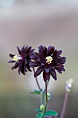 AQUILEGIA VULGARIS BLACK BARLOW