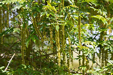 PTEROCARYA_RHOIFOLIA_JAPANESE_WING_NUT