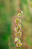 RUMEX SCUTATUS FRENCH SORREL