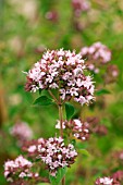 ORIGANUM ONITES COMMON MARJORAM