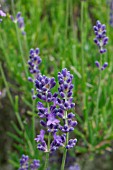 LAVANDULA ANGUSTIFOLIA BEECHWOOD BLUE