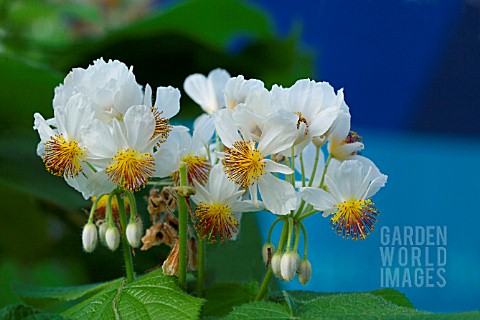 SPARMANNIA_AFRICANA