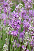 LAVANDULA ANGUSTIFOLIA TWICKEL PURPLE