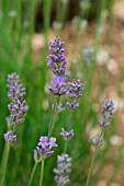 LAVANDULA ANGUSTIFOLIA MUNSTEAD