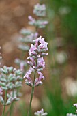 LAVANDULA ANGUSTIFOLIA LODDON PINK