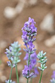 LAVANDULA ANGUSTIFOLIA CEDAR BLUE