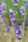 LAVANDULA ANGUSTIFOLIA MELISSA LILAC