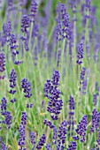 LAVANDULA ANGUSTIFOLIA HIDCOTE