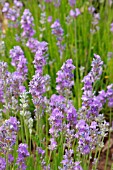 LAVANDULA ANGUSTIFOLIA LITTLE LADY