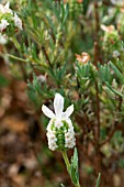 LAVANDULA STOECHAS SNOWMAN