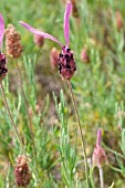 LAVANDULA STOECHAS PAPILLON