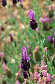 LAVANDULA STOECHAS PURPLE WINGS