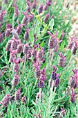 LAVANDULA STOECHAS HELMSDALE