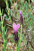 LAVANDULA STOECHAS WILLOWVALE