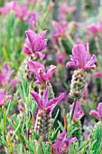 LAVANDULA STOECHAS REGAL SPLENDOUR