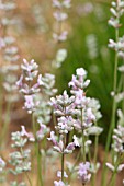 LAVENDULA ANGUSTIFOLIA ROSEA