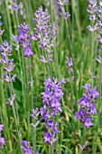 LAVANDULA ENGUSTIFOLIA PRINCESS BLUE