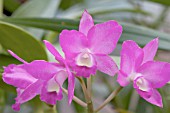 CATTLEYA PORCIA