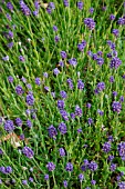 LAVANDULA ANGUSTIFOLIA THUMBERLINA LEIGH