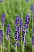 LAVANDULA ANGUSTIFOLIA PETER PAN