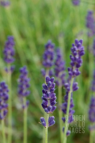 LAVANDULA_ANGUSTIFOLIA_PETER_PAN