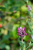 LAVANDULA KEW RED