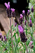 LAVANDULA STOECHAS FATHEAD