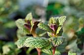 MENTHA SPICATA SPEARMINT