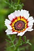 CALENDULA OFFICINALIS TOUCH OF RED