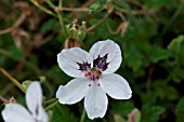 ERODIUM LEUCANTHUM