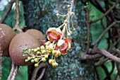 COUROUPITA GUIANENSIS (CANNONBALL TREE)