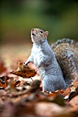 GREY SQUIRREL (SCIURUS GRISEUS)