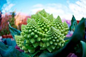 BRASSICA OLERACEA