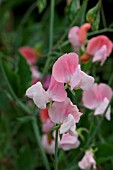 LATHYRUS ODORATUS PAINTED LADY