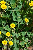 OXALIS VALDIVIENSIS CHILEAN YELLOW SORREL