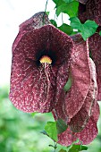 ARISTOLOCHIA GRANDIFLORA