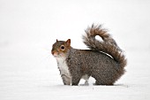 SQUIRREL IN THE SNOW