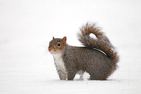 SQUIRREL_IN_THE_SNOW