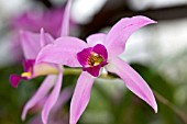 LAELIA ANCEPS