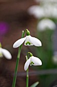 GALANTHUS S.ARNOTT