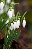 GALANTHUS NIVALIS MELVILLEI